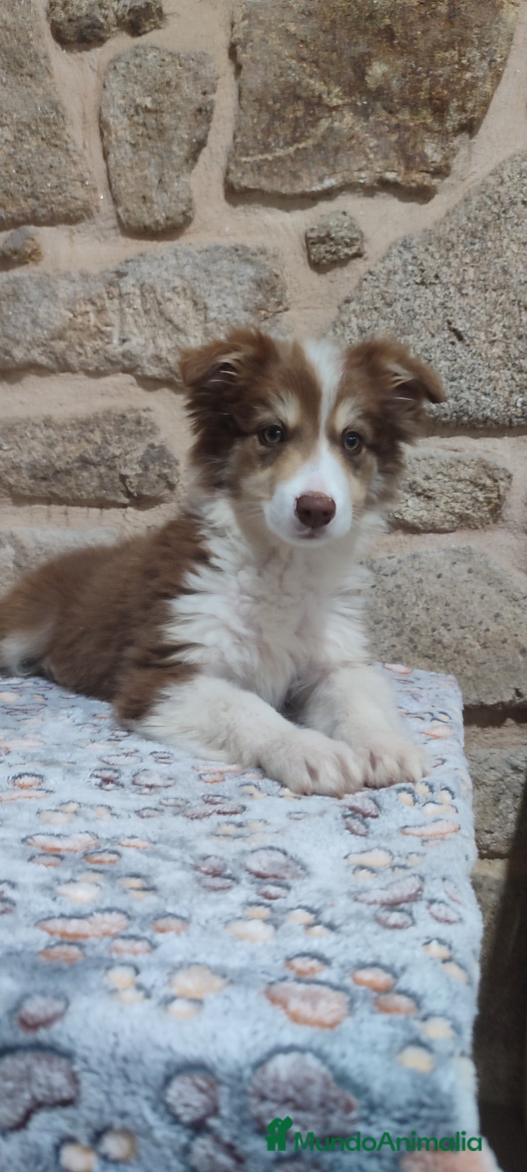 Border Collie perros en venta: Border collie macho - Anuncio 4