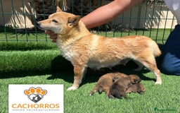 Shiba Inu perros en venta: Shiba inu - Imagen 5