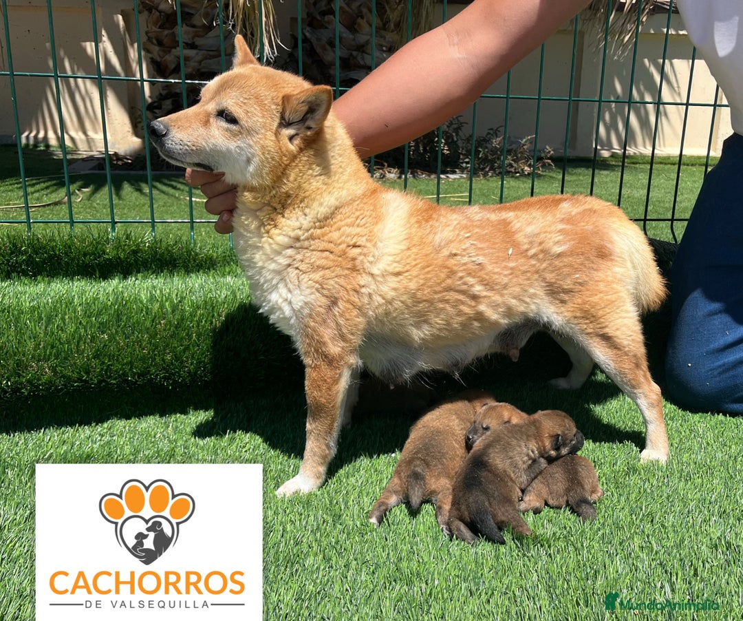 Shiba Inu perros en venta: Shiba inu - Imagen 5