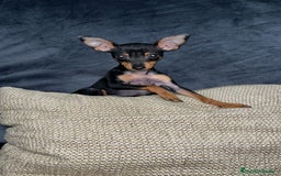 Pinscher Miniatura perros en venta: Pinscher miniatura - Imagen 6