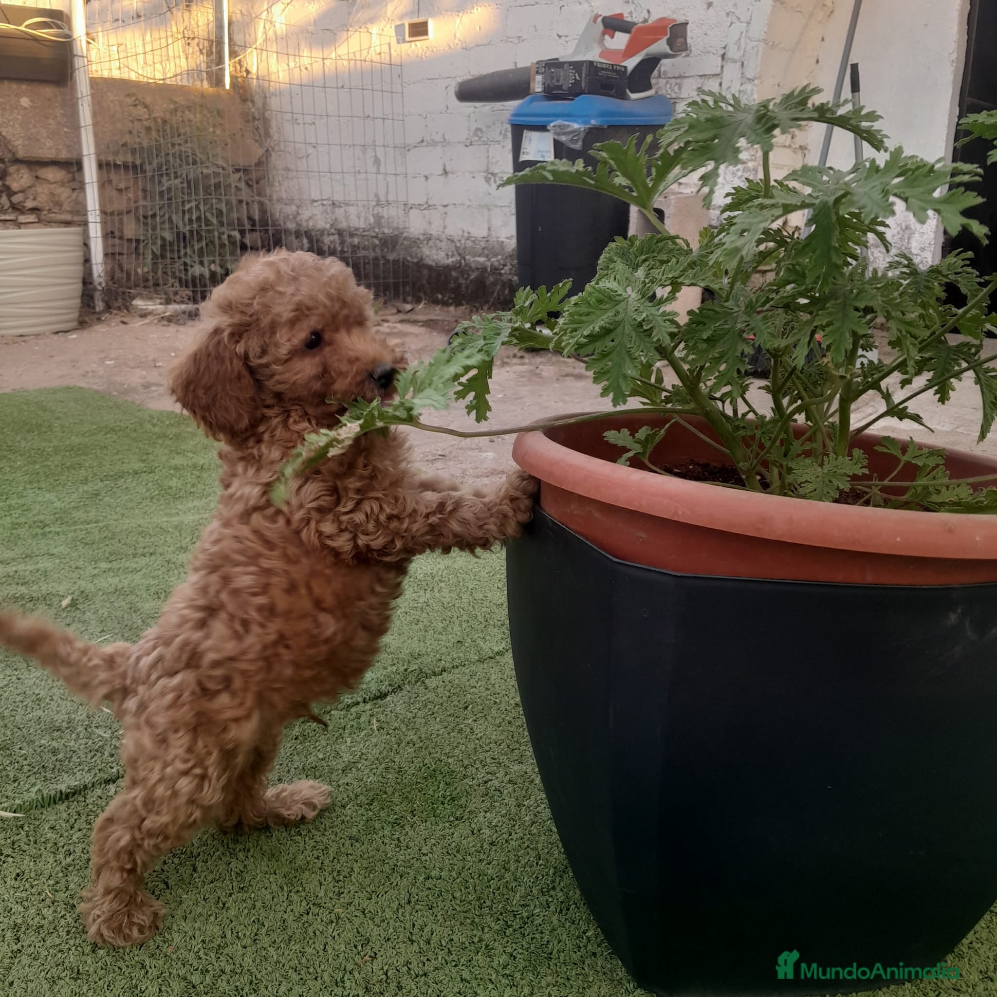 Caniche Toy perros CANICHE TOY - Anuncio 1