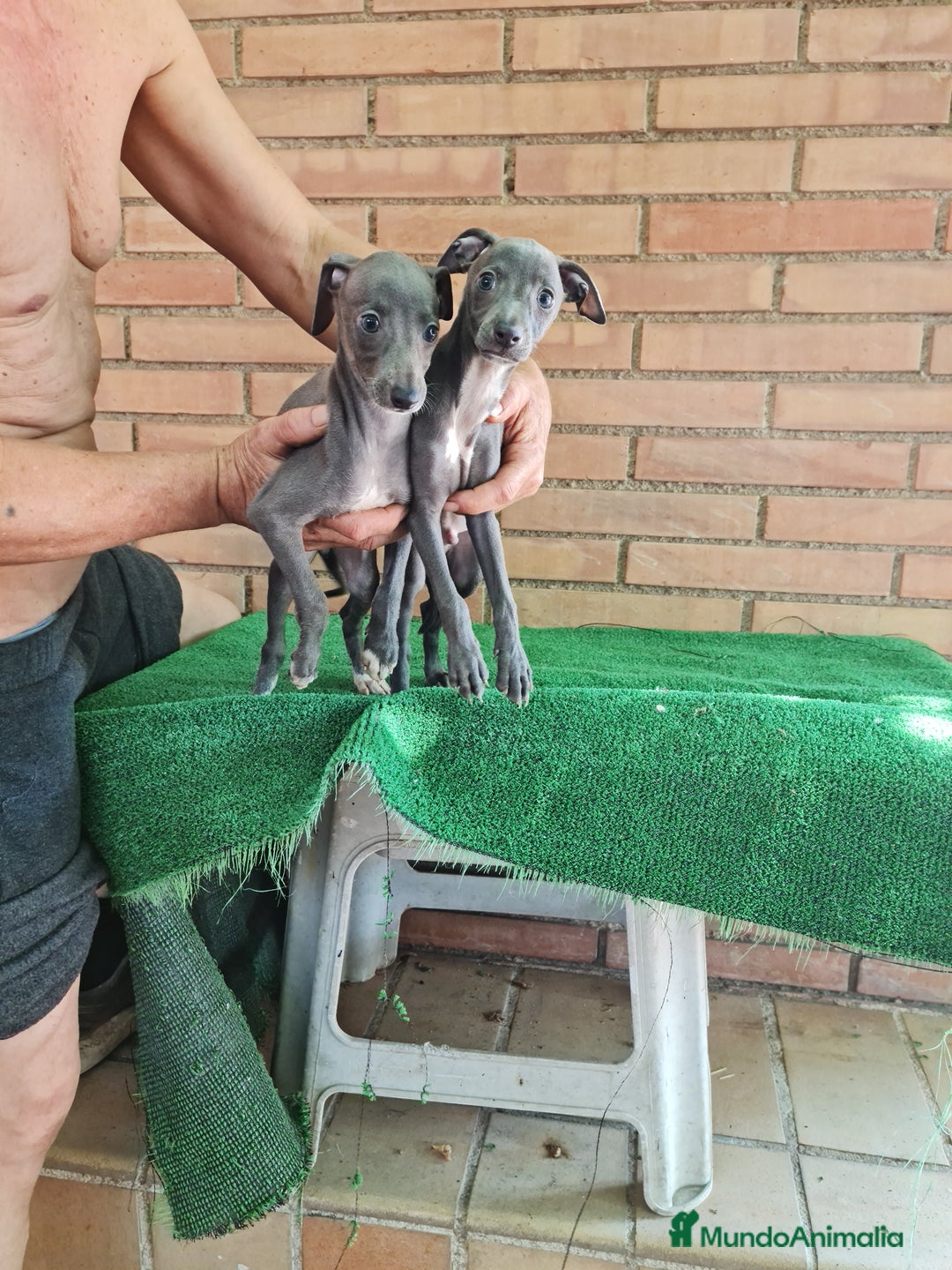 Raza Mixta perros en venta: Picolo italiano - Imagen 5