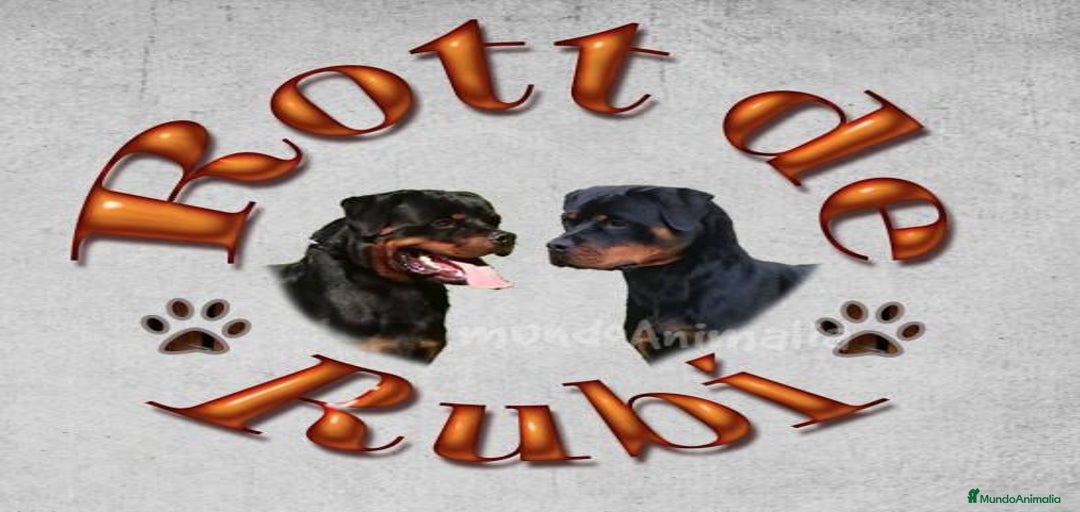 Imagen de galería {{count}}