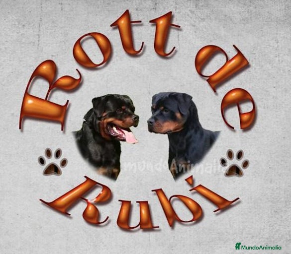 Imagen de galería {{count}}