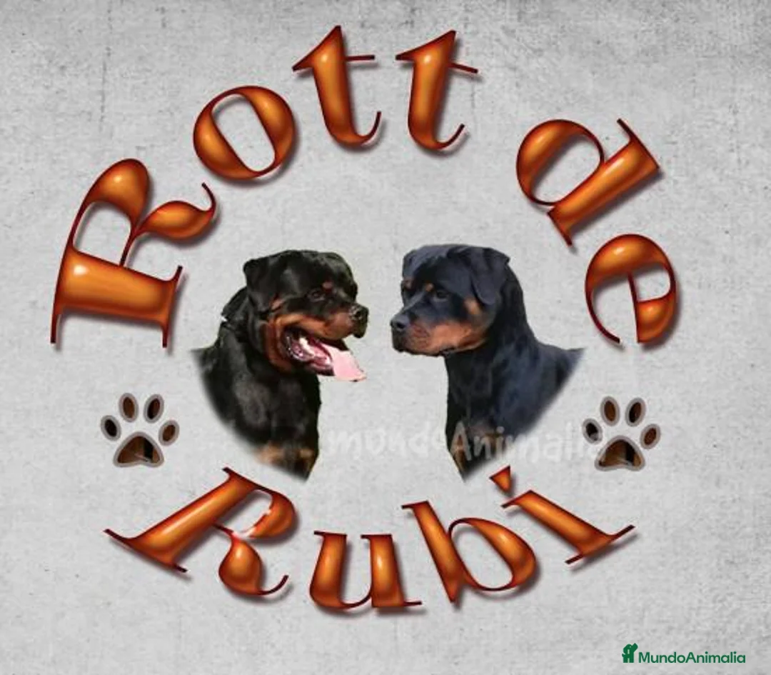 Imagen de galería {{count}}