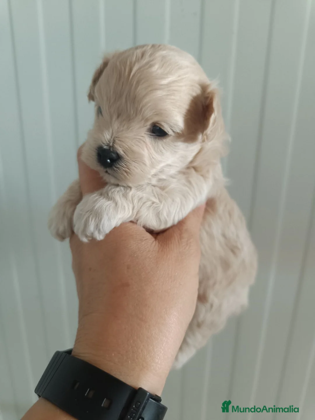 Maltipoo perros en venta: Maltipoo  - Anuncio 2