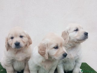 Golden Retriever perros Gran Camada de Golden Retriever - Anuncio 3