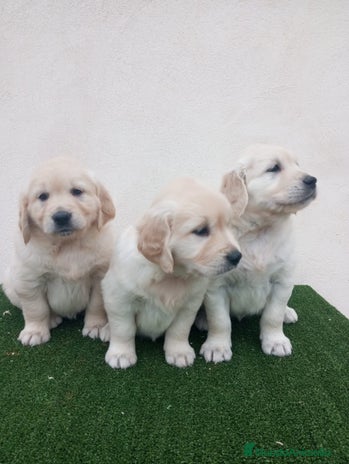 Golden Retriever perros Gran Camada de Golden Retriever - Anuncio 2