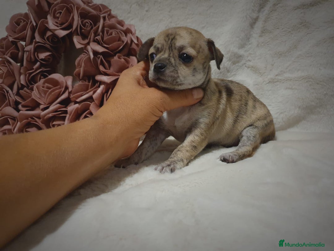Chihuahua perros en venta: Perro Chihuahua  - Imagen 8