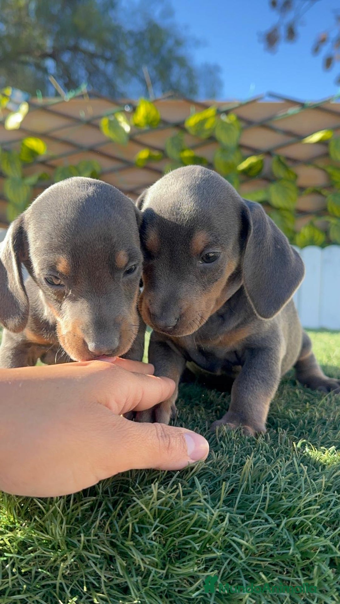 Teckel Miniatura perros en venta: TECKEL MINIATURA BLUE - Anuncio 7