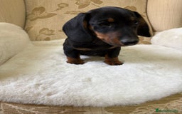 Teckel Miniatura perros en venta: Teckel miniatura varios colores  - Imagen 5