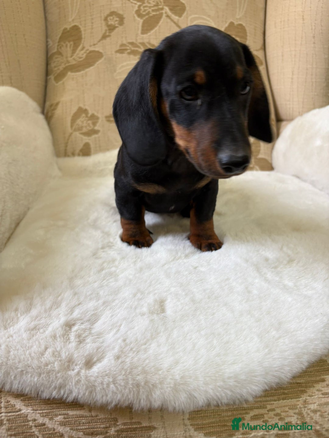 Teckel Miniatura perros en venta: Teckel miniatura varios colores  - Imagen 5