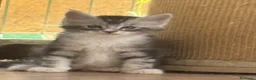 Maine Coon gatos en venta: Preciosa camada de cachorros Maine coon  - Anuncio 24