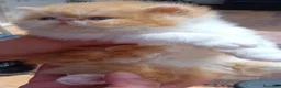 Persa gatos en venta: GATOS PERSAS/HIMALAYOS  - Anuncio 4