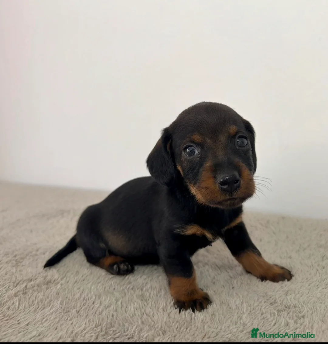 Teckel Miniatura perros en venta: TECKEL MINIATURA HEMBRA - Anuncio 1