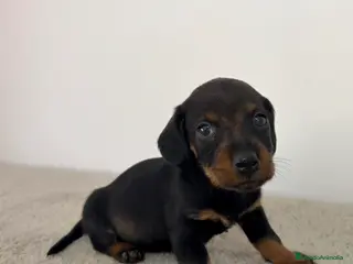 Teckel Miniatura perros TECKEL MINIATURA HEMBRA - Anuncio 1