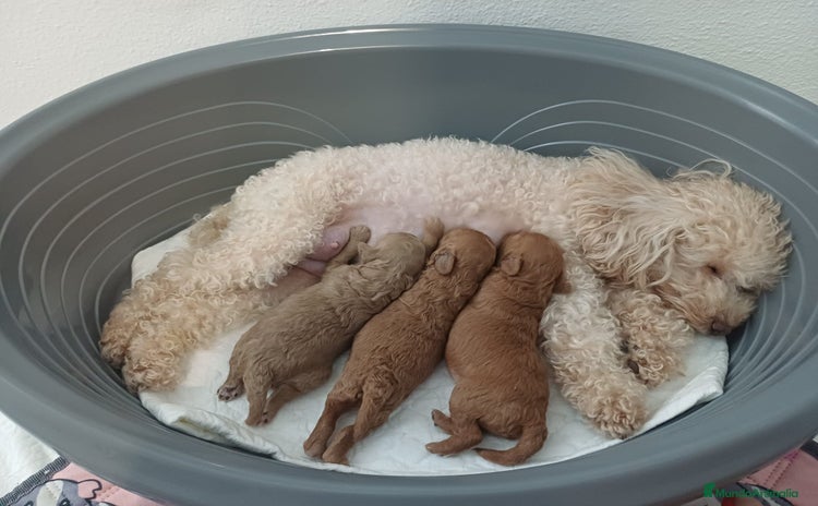 Caniche Toy perros - Propaganda 1