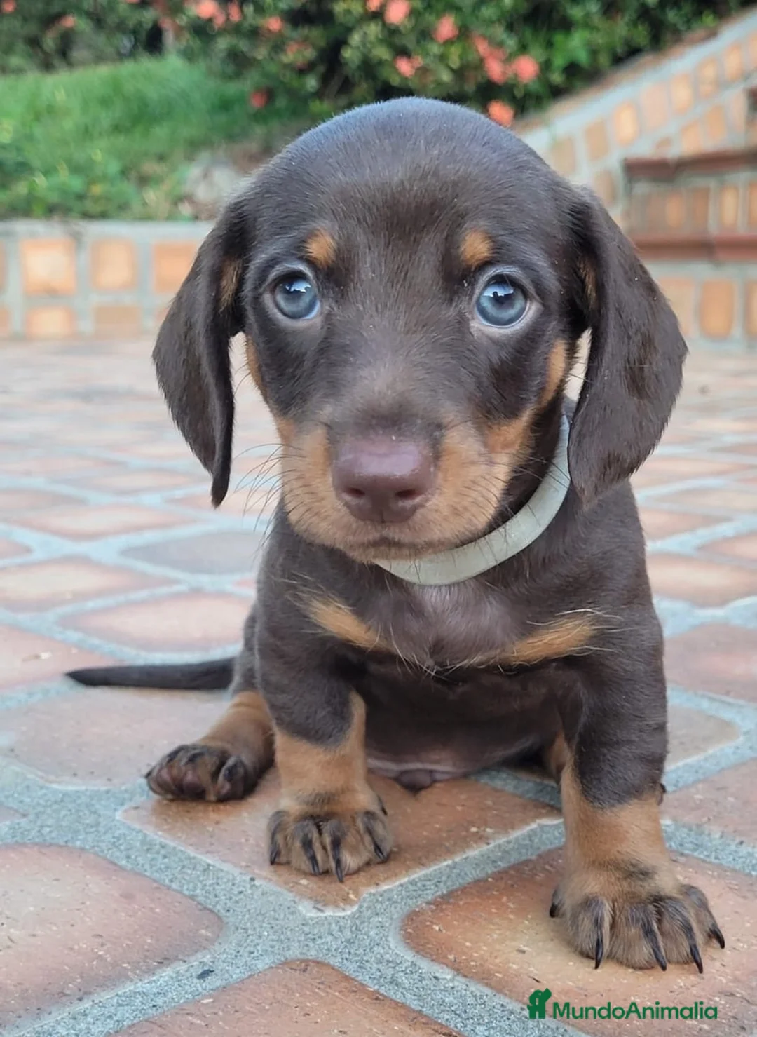 Teckel Miniatura perros en venta: teckel listos para entregar  - Anuncio 1
