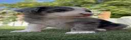 Border Collie perros en venta: BORDER COLLIE MERLE - MACHO - Anuncio 5