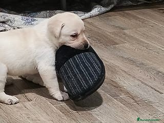 Labrador Retriever perros Labrador retriever dorado - Anuncio 3