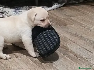 Labrador Retriever perros Labrador retriever dorado - Anuncio 2