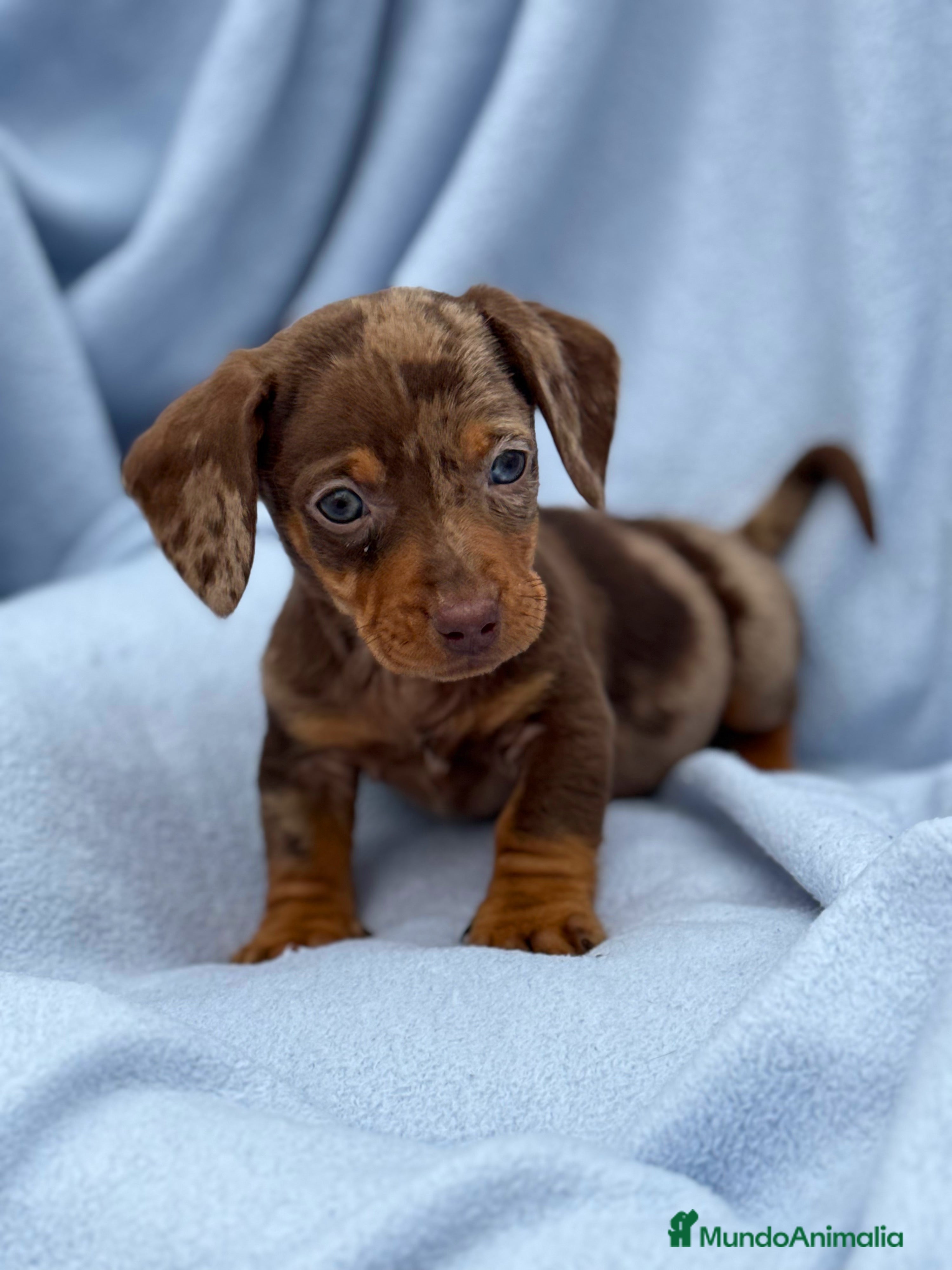 Teckel Miniatura perros Teckel mini arlequín chocolate disponible  - Anuncio 3