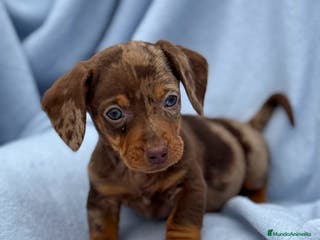 Teckel Miniatura perros Teckel mini arlequín chocolate disponible - Anuncio 3