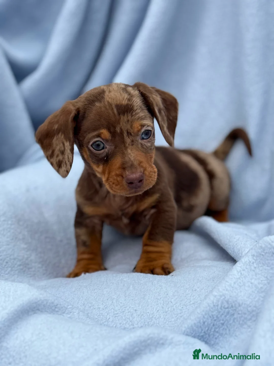 Teckel Miniatura perros en venta: Teckel mini arlequín chocolate disponible  - Anuncio 1