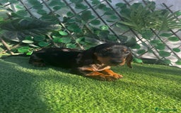 Teckel perros en venta: 🐶🌭¡Disponibles dos cachorros Teckel machos!🌭🐶 - Imagen 8