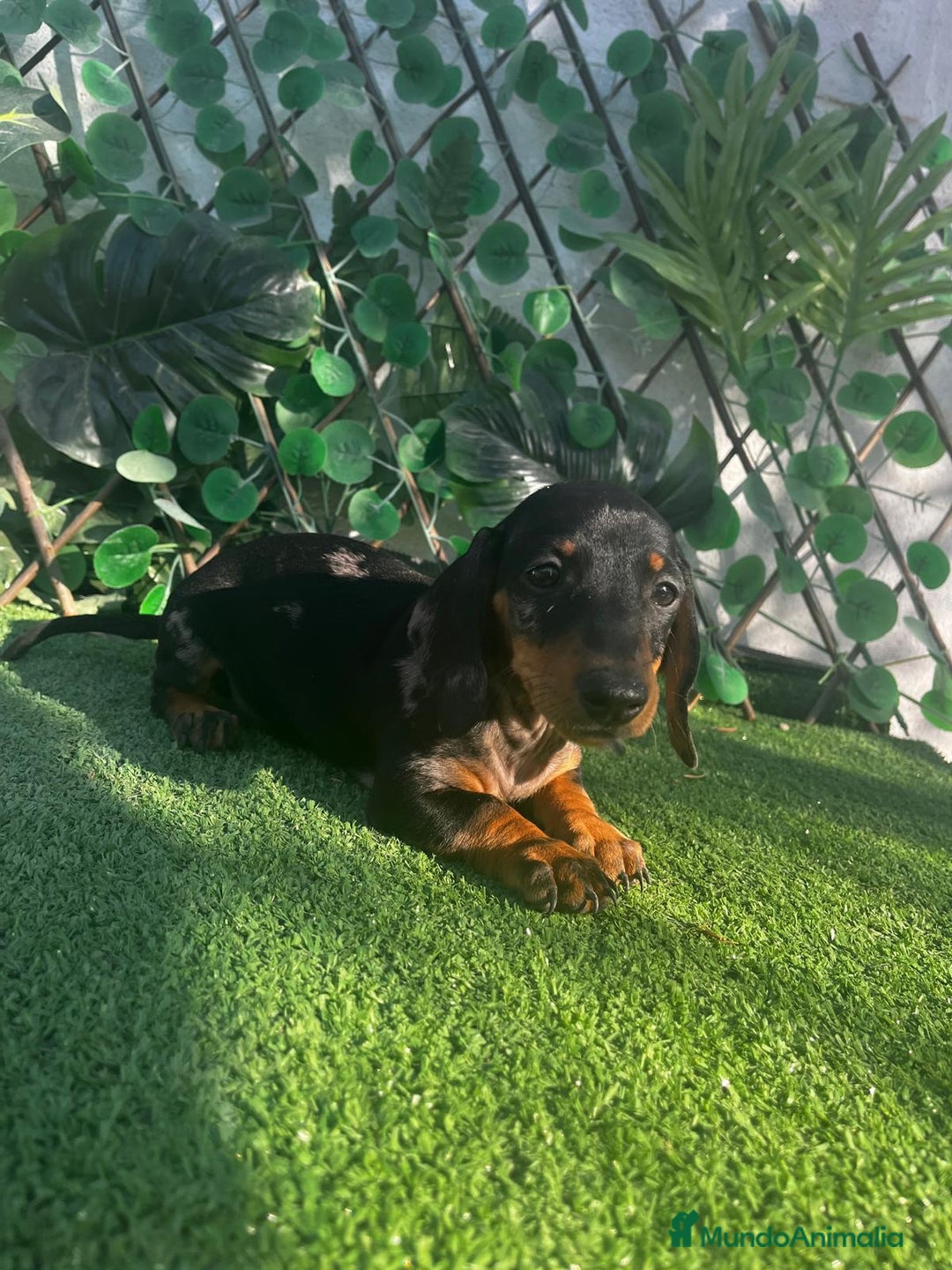 Teckel perros en venta: 🐶🌭¡Disponibles dos cachorros Teckel machos!🌭🐶 - Imagen 8