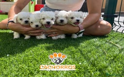 Bichón Maltés perros en venta: Bichón maltés  - Imagen 3