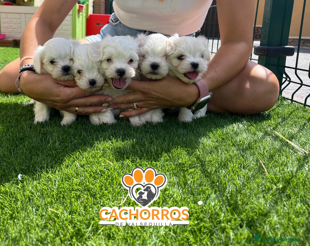 Bichón Maltés perros en venta: Bichón maltés  - Imagen 3