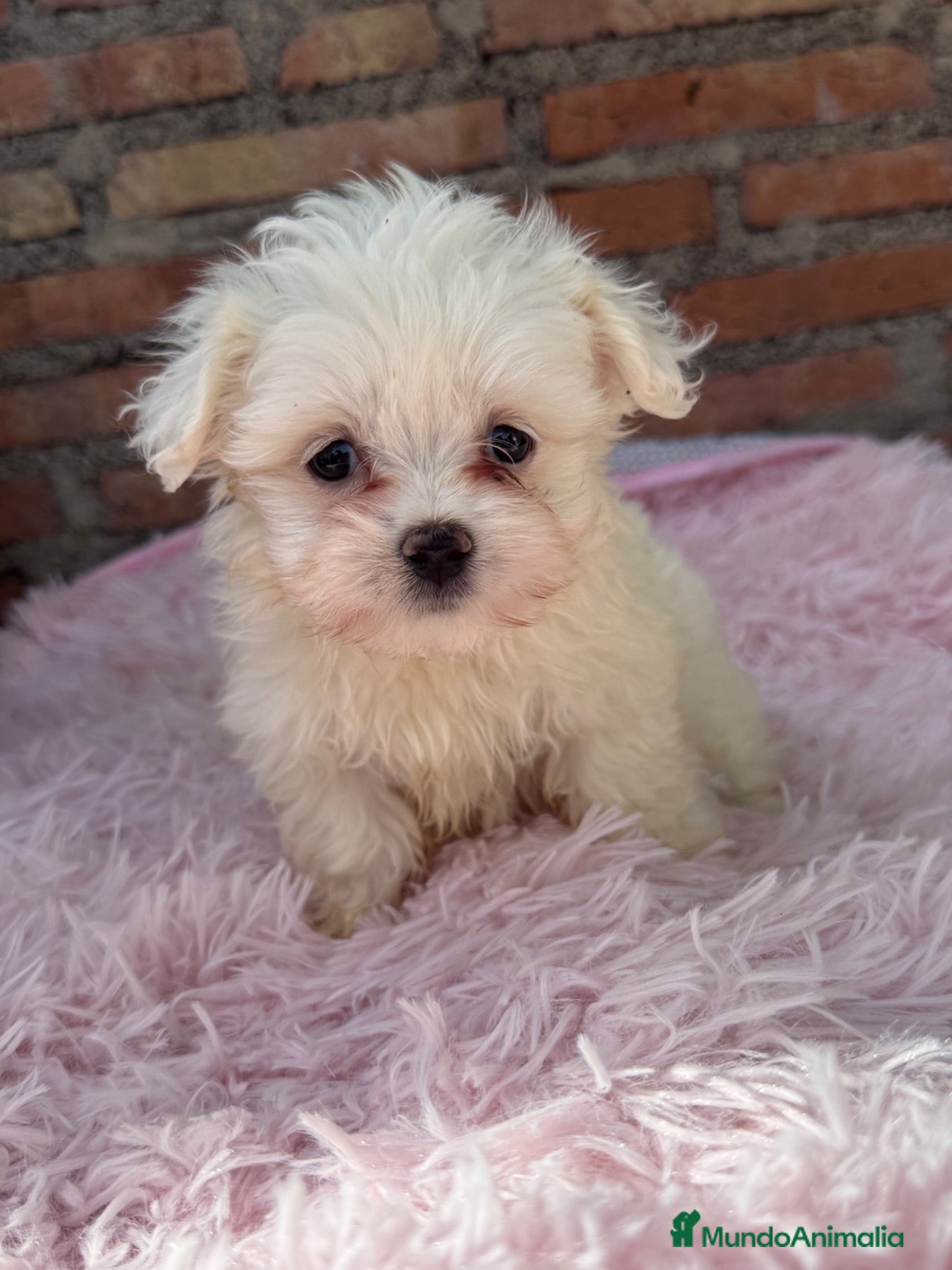 Bichón Maltés perros Bichon maltés macho disponible - Anuncio 26