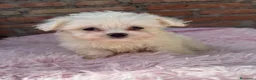 Bichón Maltés perros en venta: Bichon maltés macho disponible - Anuncio 2