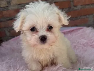 Bichón Maltés perros Bichon maltés macho disponible - Anuncio 17