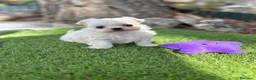 Bichón Maltés perros en venta: Bichon maltés líneas coreanas  - Anuncio 8