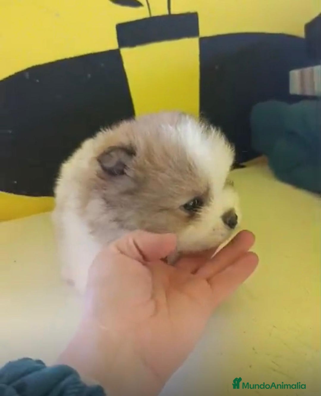 Pomerania perros en venta: Lulu pomerania toy - Anuncio 2