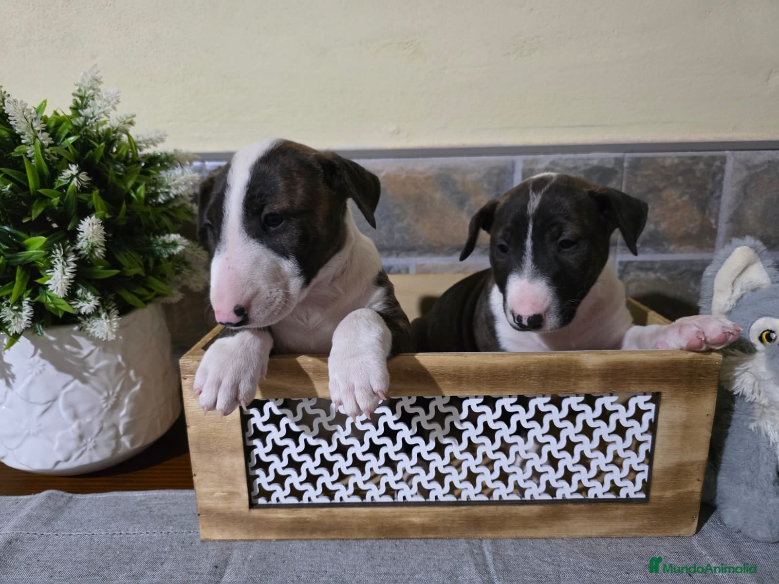 Bull Terrier perros BULL TERRIER  - Anuncio 1