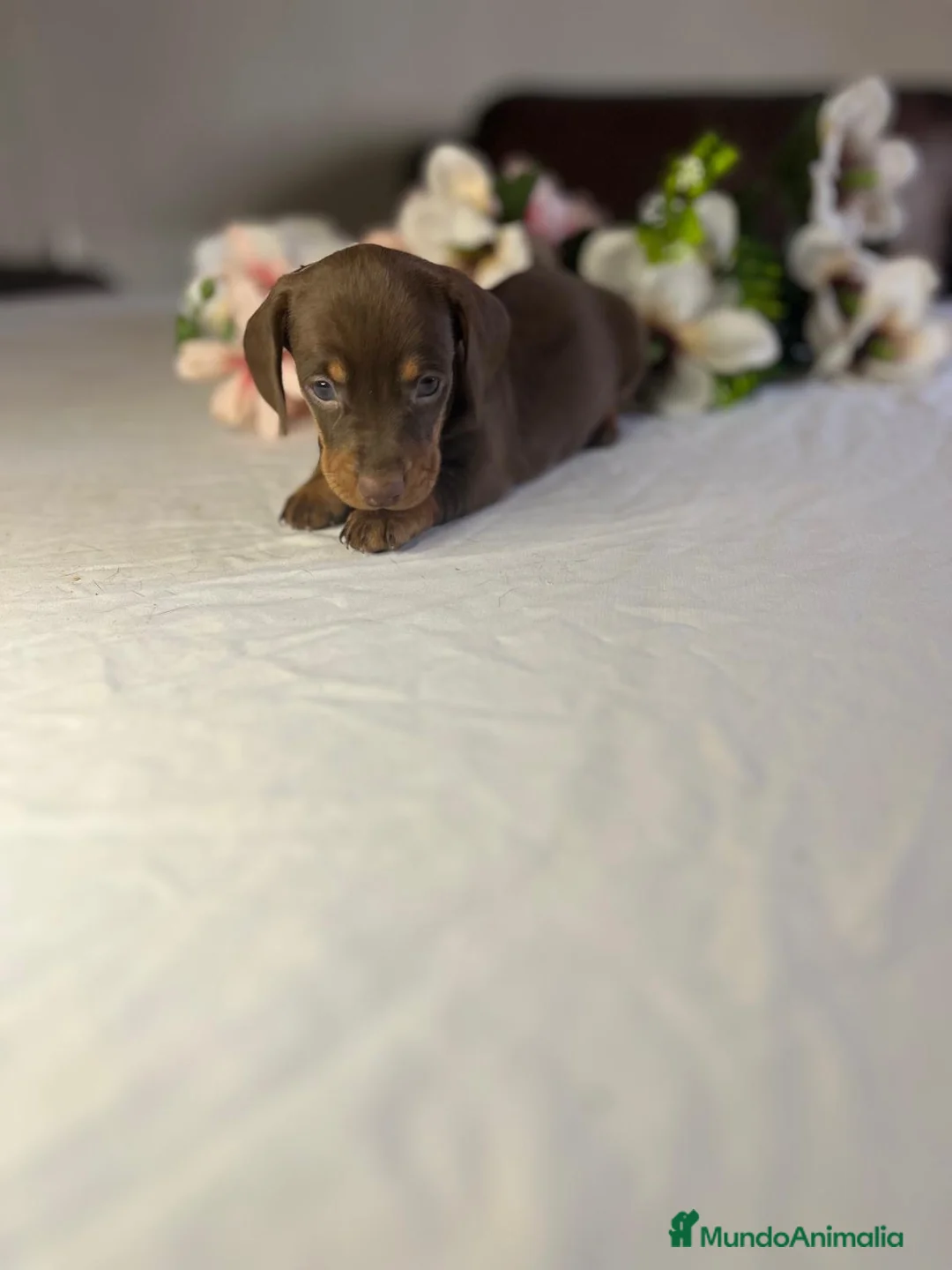 Teckel Miniatura perros en venta: Cachorra mini chocolate  - Anuncio 2