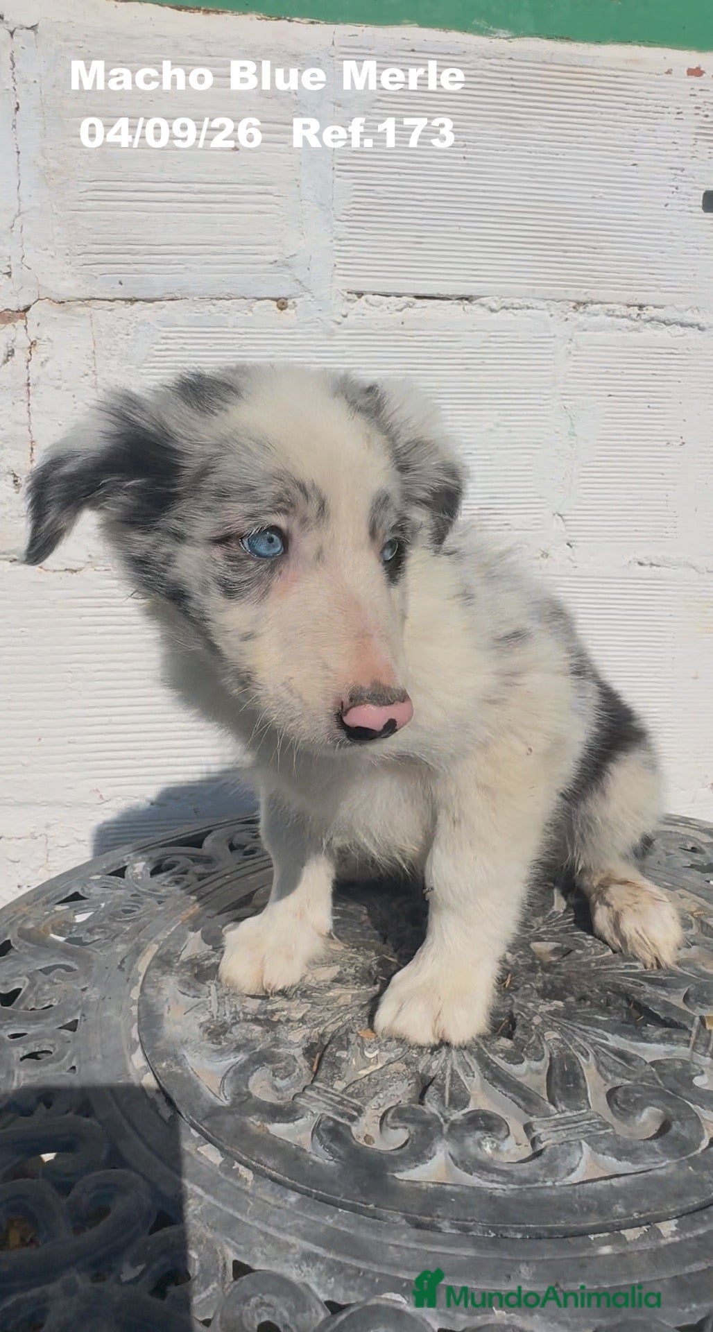 Border Collie perros Border Collie De Villa Biznaga - Anuncio 1