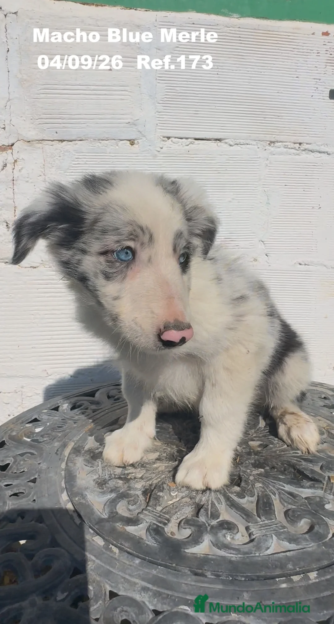 Border Collie perros en venta: Border Collie De Villa Biznaga - Anuncio 1
