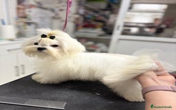 Bichón Maltés perros en venta: Cachorrito de bichon maltés macho calidad - Imagen 6