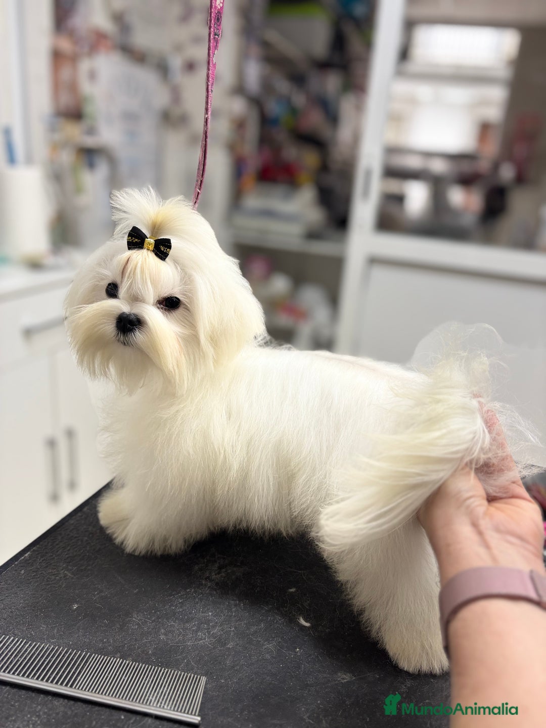 Bichón Maltés perros en venta: Cachorrito de bichon maltés macho calidad - Imagen 6