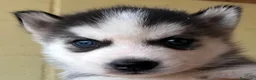 Husky Siberiano perros en venta: Husky Siberiano  - Anuncio 1