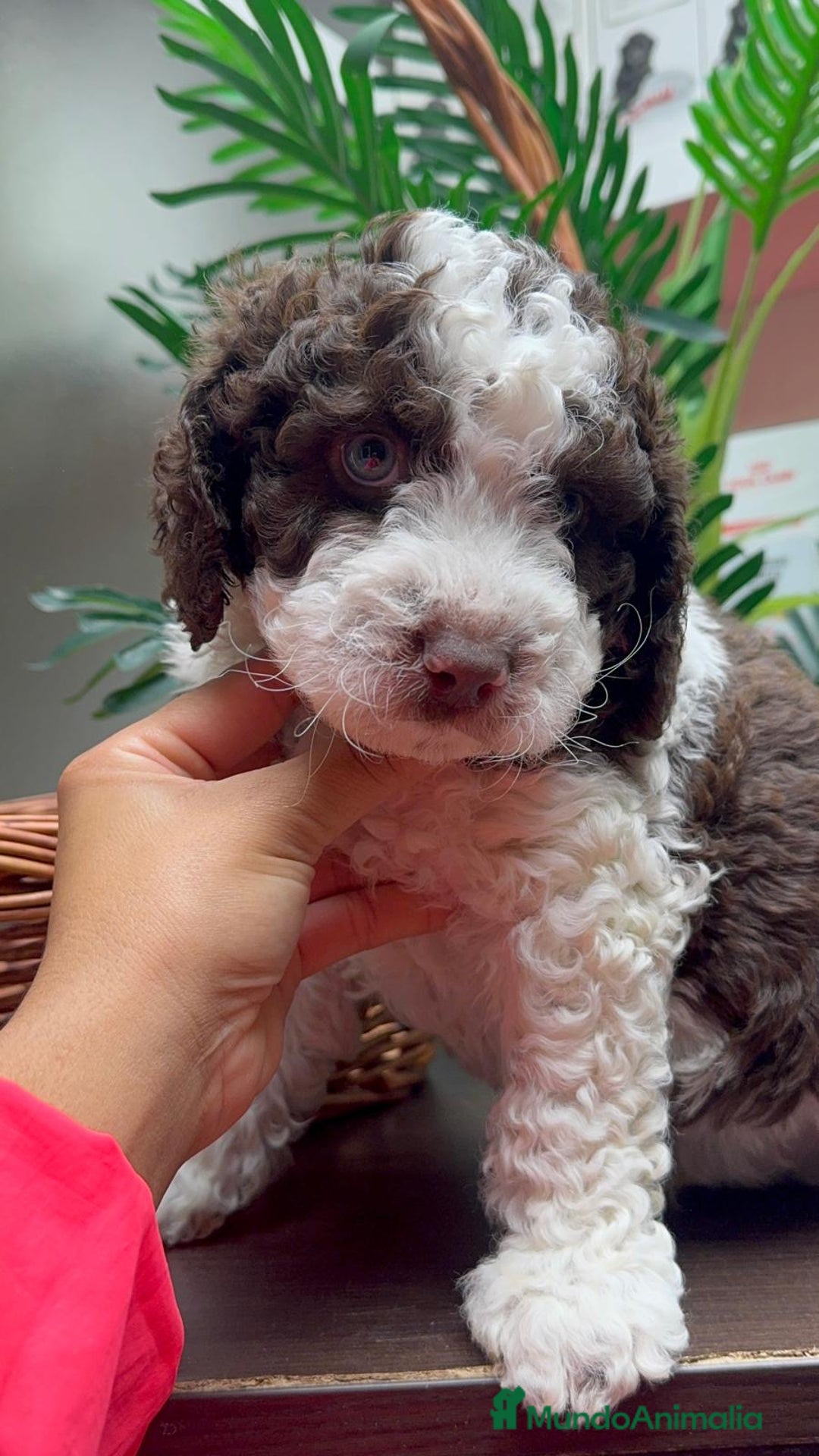 Perro de Agua Español perros en venta: PERRO DE AGUA ESPAÑOL - Anuncio 8