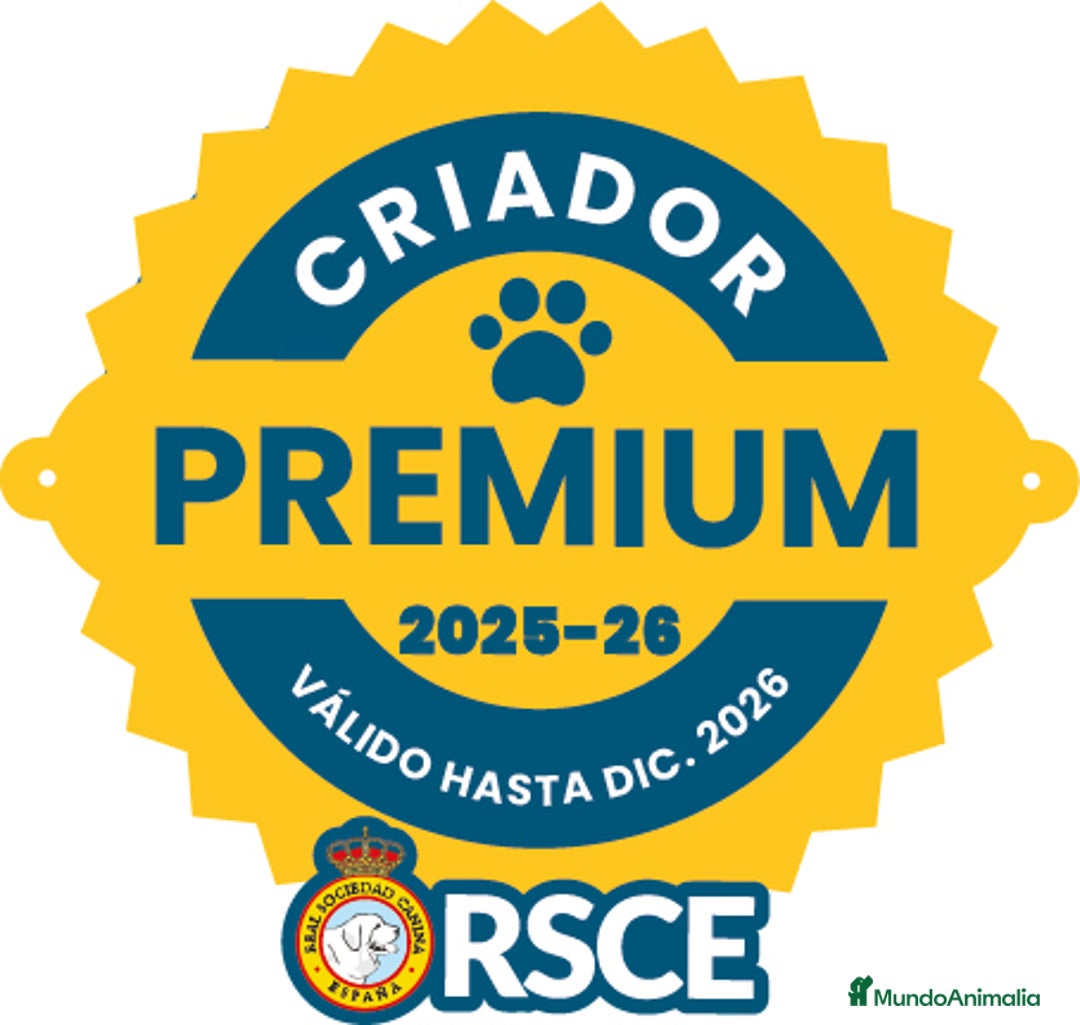 Pastor Alemán perros en venta: Pastor alemán belleza  - Anuncio 22