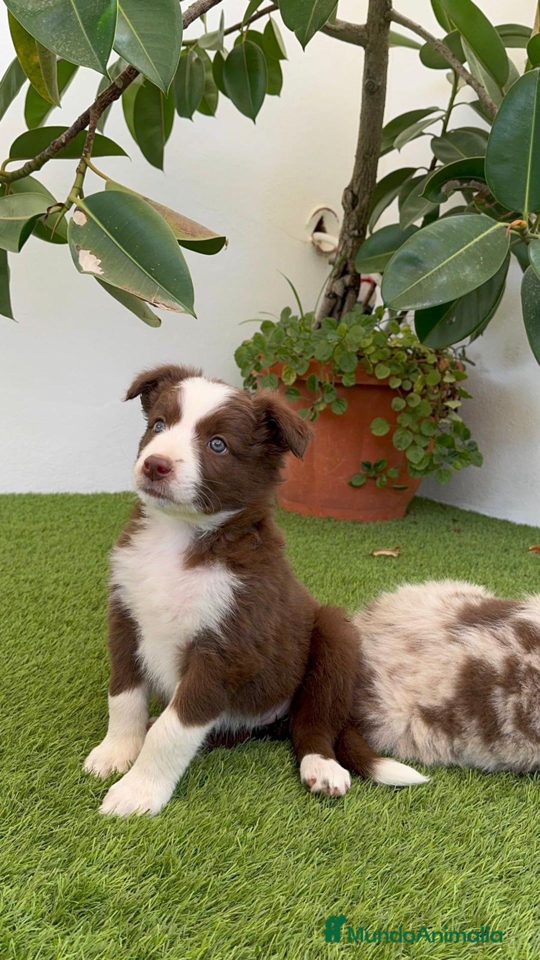 Border Collie perros en venta: BORDER COLLIE HEMBRA  - Imagen 17