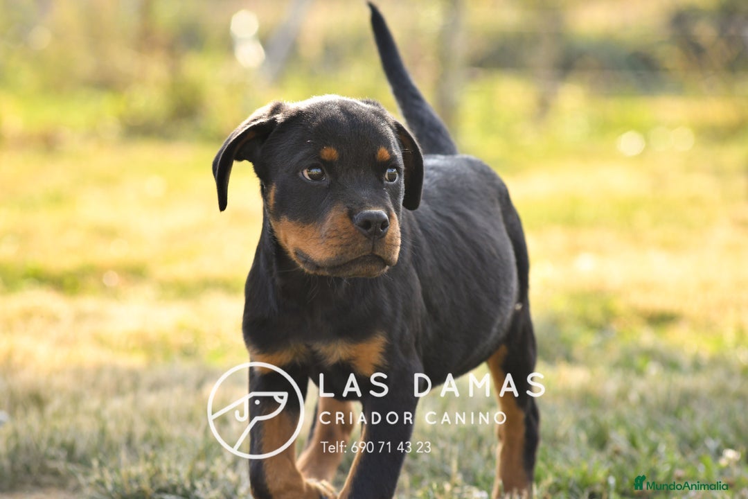 Rottweiler perros en venta: ROTTWEILER MACHOS - Imagen 2