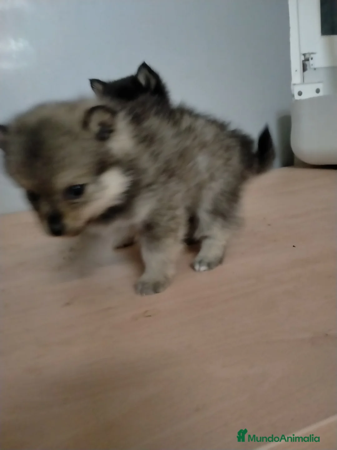 Pomsky perros en venta: Cachorrita de pomskys  - Anuncio 3