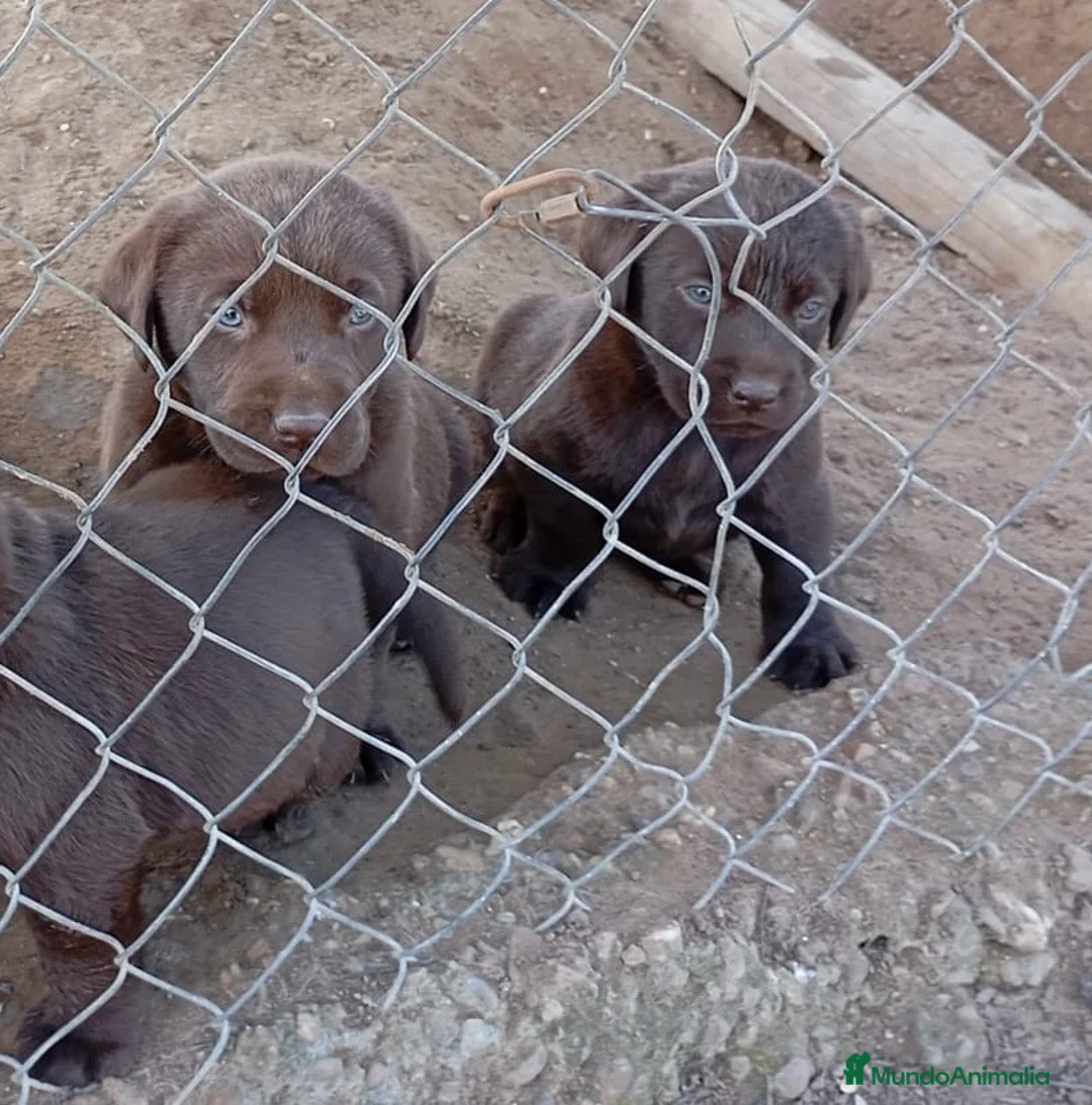 Labrador Retriever perros en venta: Listos para entregar!! Labradores chocolate en Córdoba - Anuncio 3